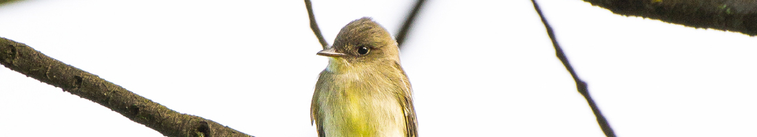 Foto de un ave pequeña de color amarillo sobre una rama delgada