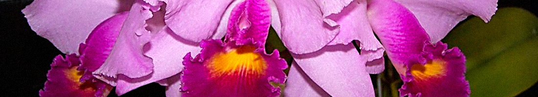 Foto en primer plano de una orquídea de color rosa