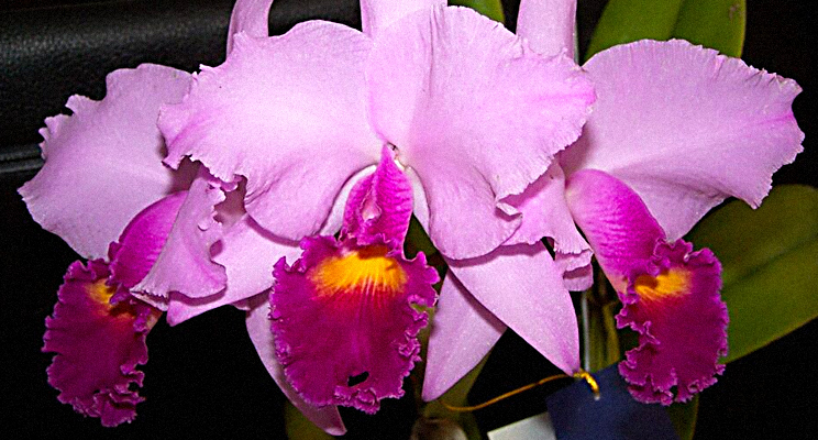 Foto de una orquídea de color rosa