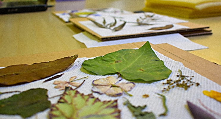 Foto de unas hojas dispuestas sobre tela y unos libros al fondo