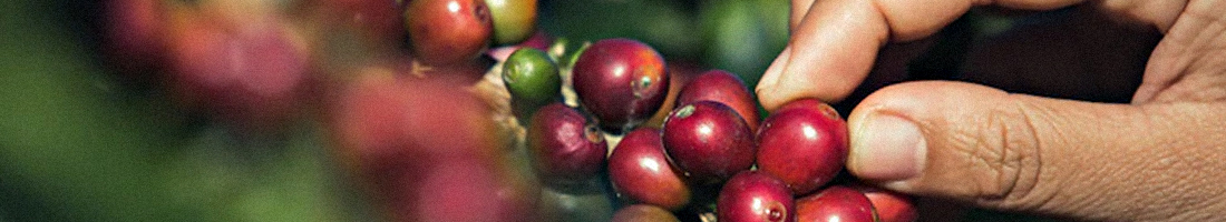 Fotografía de una mano tomando un grano de café directamente de la planta