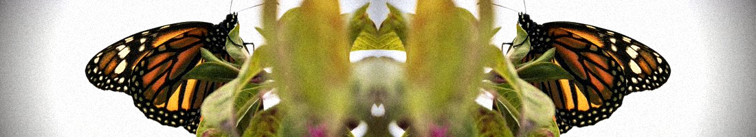 Fotografía de dos mariposas sobre una planta