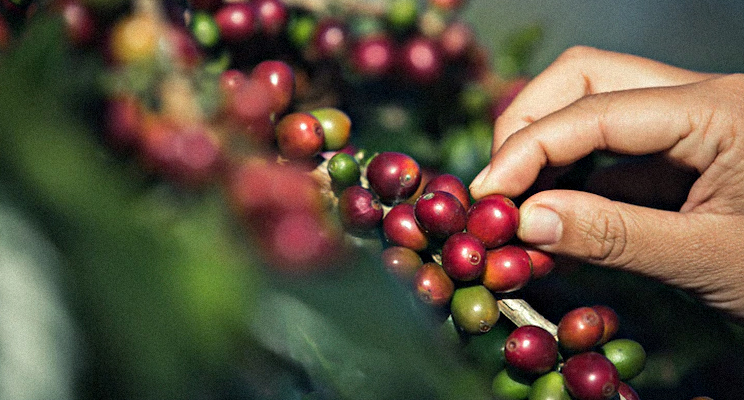 Fotografía de una mano tomando un grano de café directamente de la planta