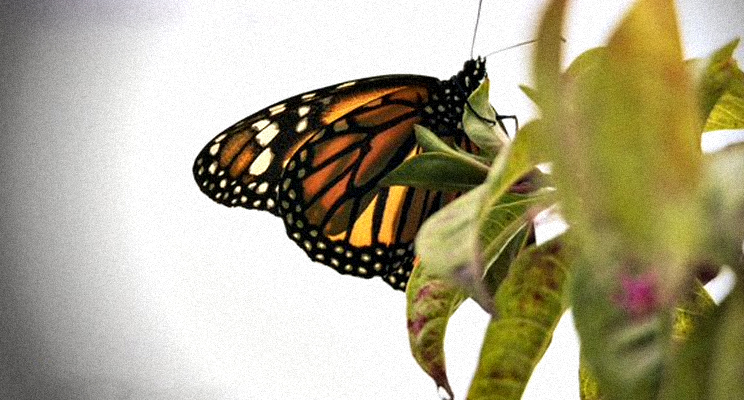 Fotografía de una mariposa sobre una planta