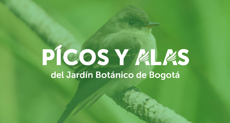 Pieza gráfica donde sale parte de un ave en fondo verde y con el identificador visual del evento Picos y Alas del Jardín Botánico de Bogotá
