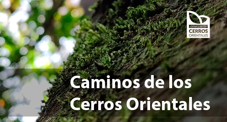 Fotografía en primer plano del musgo de un árbol y el logo de la iniciativa Cerros Orientales y el texto "Caminos de los Cerros Orientales"