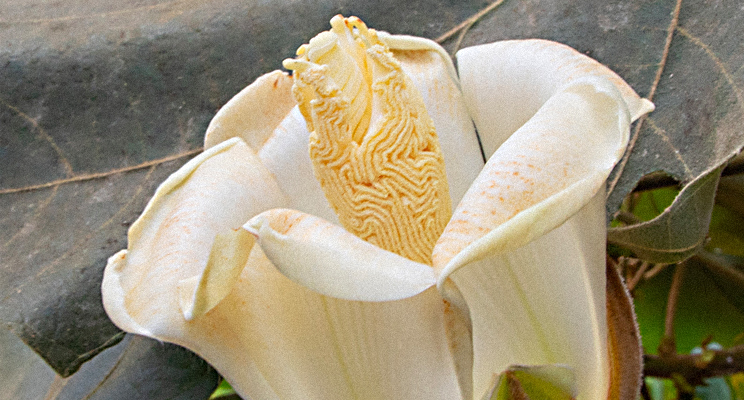 Fotografía de una flor de pétalos blancos y centro rugoso con una hoja gigante de fondo.