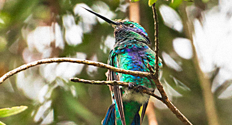 Fotografía de un Colibrí de colores azul, cian, violeta y verde