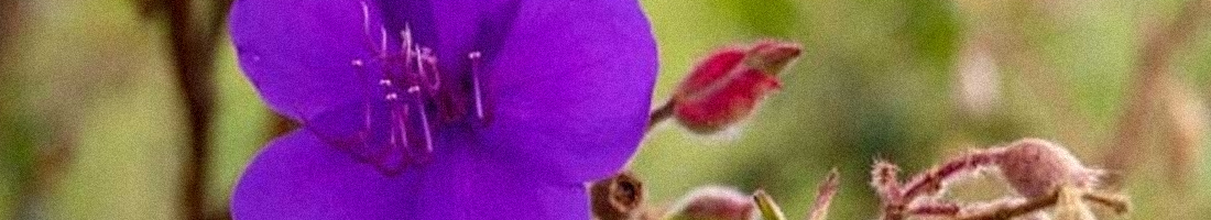 Foto de una flor de pétalos violeta