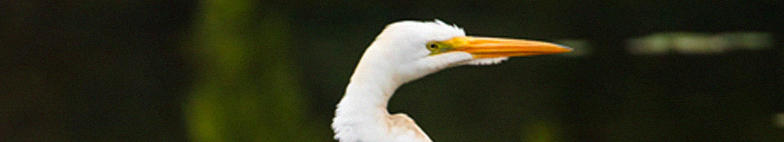 Fotografía de un ave donde se aprecia solamente el pico y la cabeza