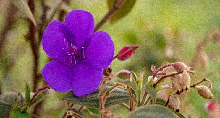 Foto de una flor de pétalos violeta
