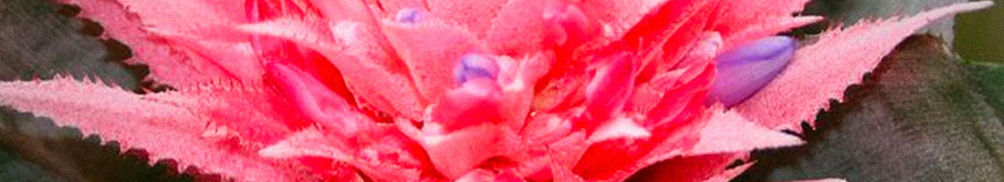 Foto en primer plano de una Bromelia.