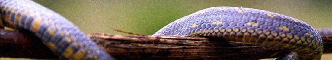 Foto detalle de parte de una serpiente sobre una rama