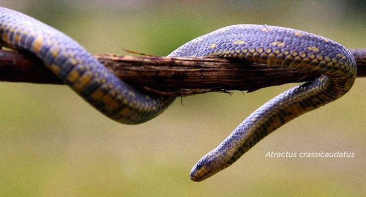 Foto de la serpiente Atractus crassicaudatus sobre una rama