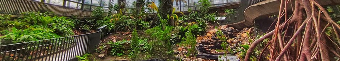 Naturaleza dentro del Jardín Botánico de Bogotá